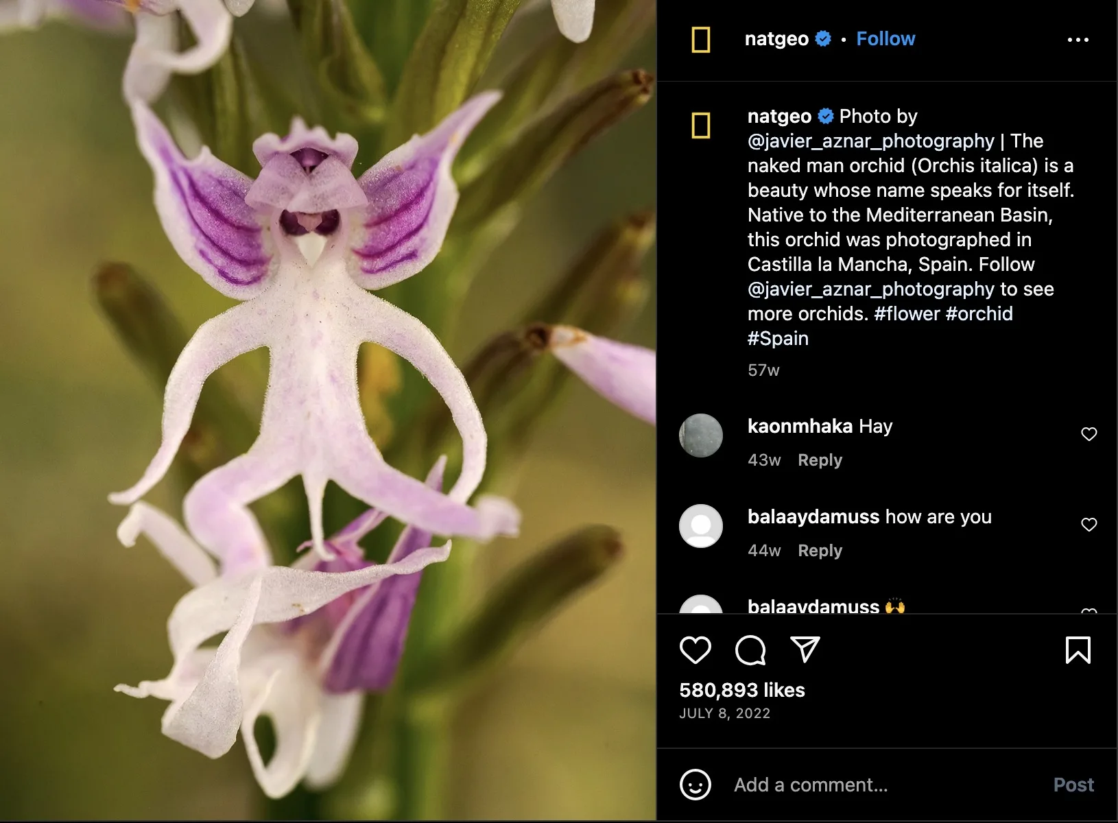 Naked Man Orchid