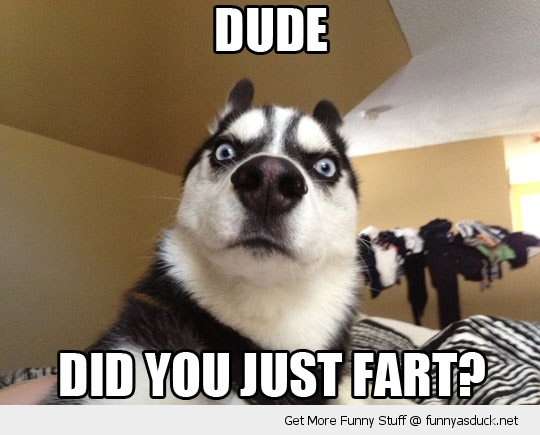 funny-suprised-dog-did-you-fart-pics