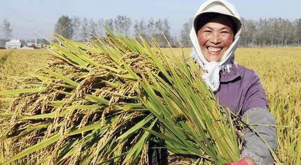 woman carries sheaf of wheat